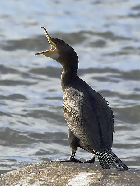 Merimetso, Great Cormorant, Phalacrocorax carbo